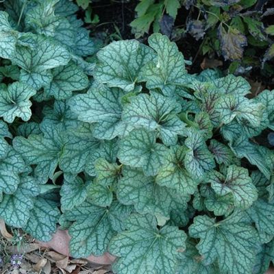 Гейхера Грин Ти Гейхера Грин Ти - Dolina-Sad.Ru