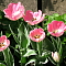 Тюльпан Нью Дизайн Тюльпан Нью Дизайн фото