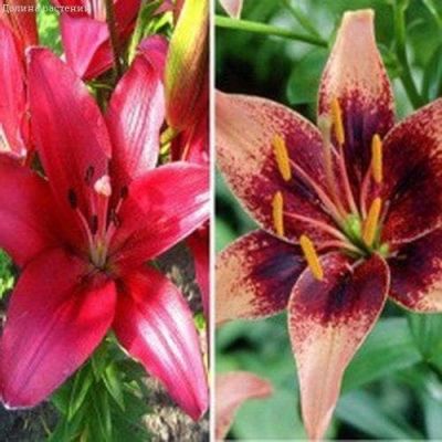 Лилия Фангио + Уистлер Лилия Фангио + Уистлер фото