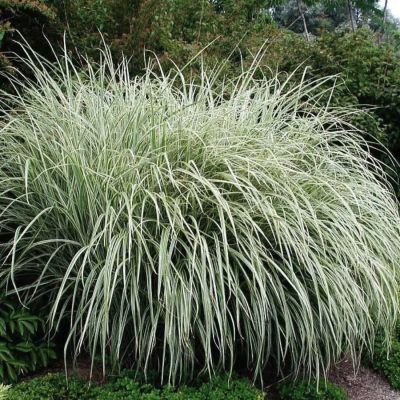 Мискантус китайский Риголетто - Dolina-Sad.Ru