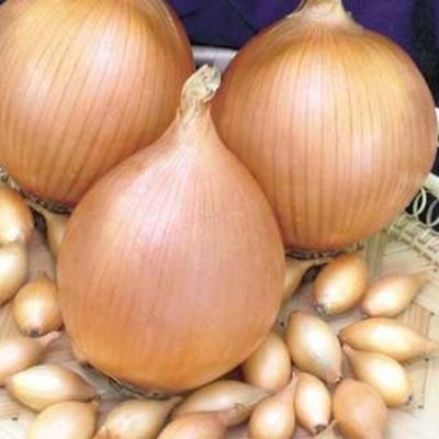 Лук-севок Сеттон (10-21мм) фото