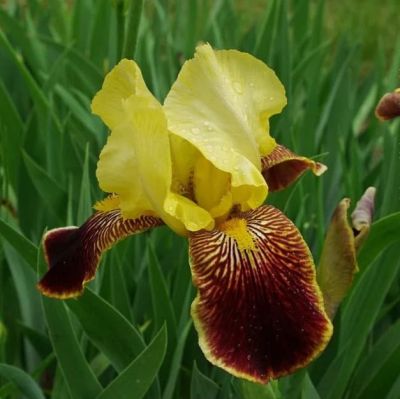 Ирис германский Раджа Брук Ирис германский Раджа Брук фото