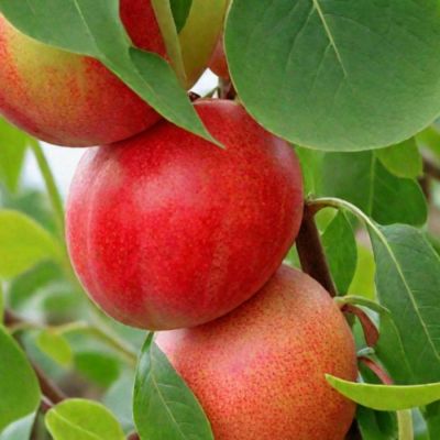 Нектарин Фантазия Нектарин Фантазия - Dolina-Sad.Ru