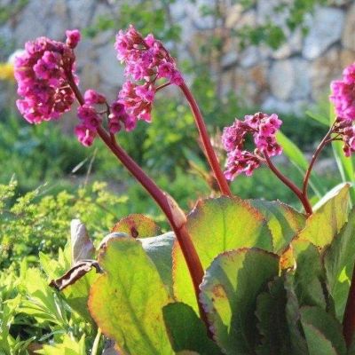 Бадан Абендглют Бадан Абендглют - Dolina-Sad.Ru