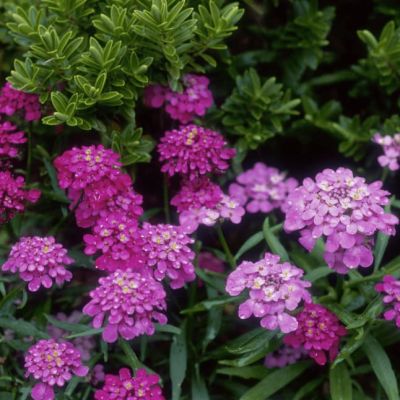 Иберис зонтичный Смесь окрасок Иберис зонтичный Смесь окрасок фото