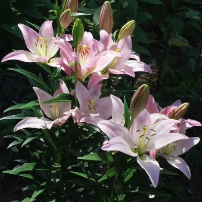 Лилия Пати Даймонд (в горшке) Лилия Пати Даймонд (в горшке) фото