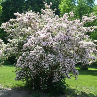 Кольквиция прелестная Пинк Клауд Кольквиция прелестная Пинк Клауд фото