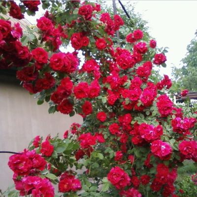 Роза Лев Толстой Роза Лев Толстой - Dolina-Sad.Ru