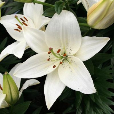 Лилия Инувик Лилия Инувик - Dolina-Sad.Ru