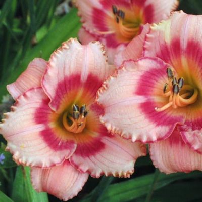 Лилейник Строуберри Кенди Лилейник Строуберри Кенди фото