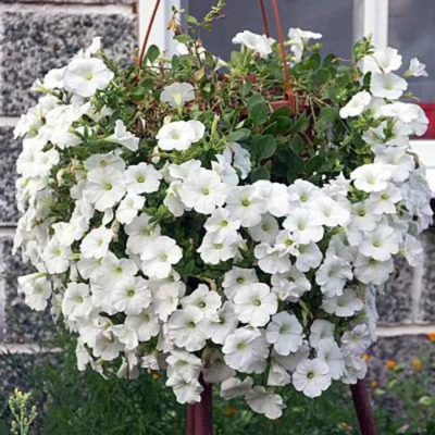 Петуния Джоконда Белая F1 Петуния Джоконда Белая F1 фото