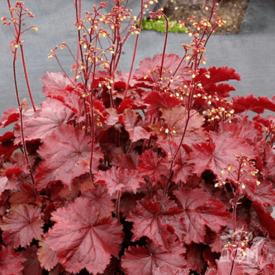 Гейхера Форевер Ред Гейхера Форевер Ред фото