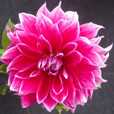 Георгина Меро Стар (Гиганты) Георгина Меро Стар (Гиганты) фото