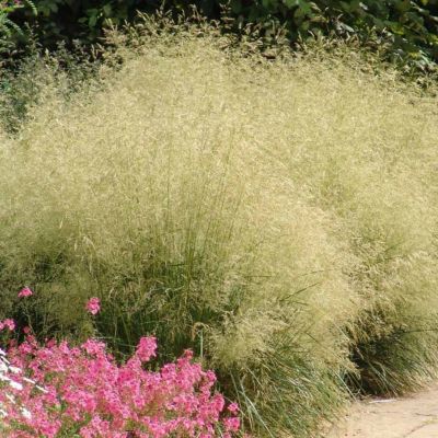 Луговик дернистый Голдтау Луговик дернистый Голдтау - Dolina-Sad.Ru