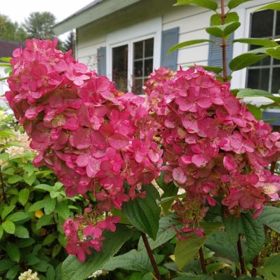 Гортензия метельчатая Мэджикал Файер, С2 Гортензия метельчатая Мэджикал Файер, С2 - Dolina-Sad.Ru