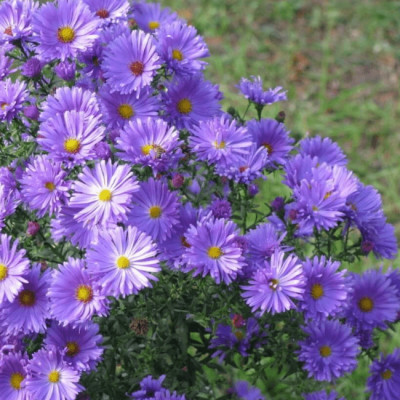 Астра кустарниковая Леди ин Блю Астра кустарниковая Леди ин Блю фото