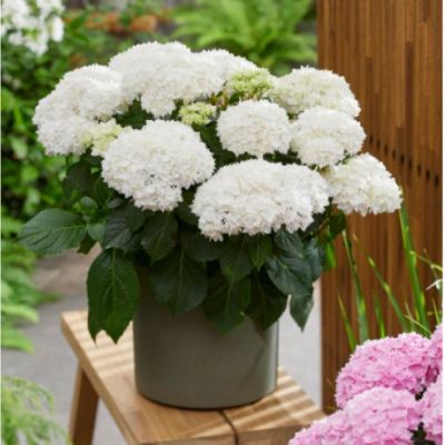 Гортензия крупнолистная Диппо Фредо Гортензия крупнолистная Диппо Фредо - Dolina-Sad.Ru