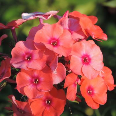 Флокс метельчатый Юник Оранж Флокс метельчатый Юник Оранж - Dolina-Sad.Ru