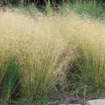 Луговик дернистый Голдтау Луговик дернистый Голдтау - Dolina-Sad.Ru