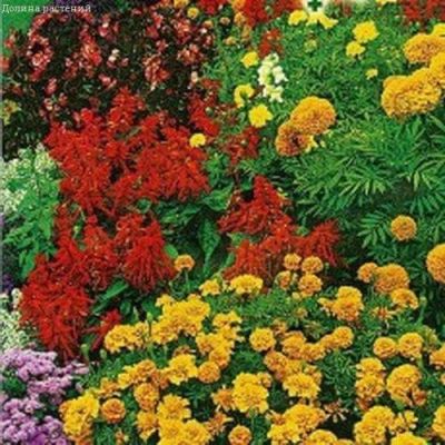 Декоративная смесь Бордюр фото