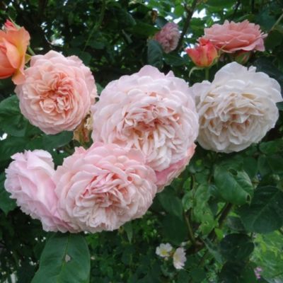 Роза Нью Дримс Роза Нью Дримс - Dolina-Sad.Ru