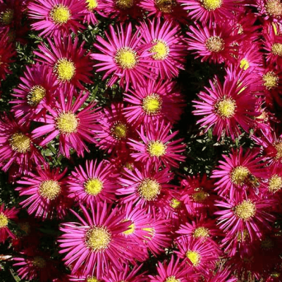 Астра кустарниковая Айленд Бахамас , C2 Астра кустарниковая Айленд Бахамас , C2 фото