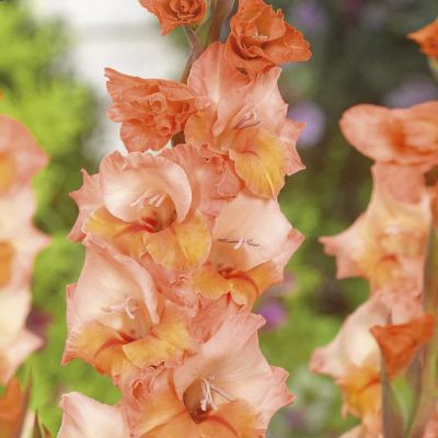 Гладиолус Мерри - Dolina-Sad.Ru