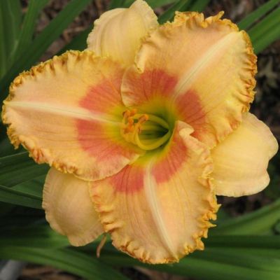 Лилейник Висест оф Визард Лилейник Висест оф Визард фото