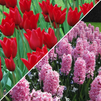 Набор 10 тюльпанов + 4 гиацинта Набор 10 тюльпанов + 4 гиацинта фото