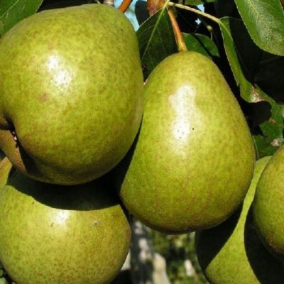 Груша Лагодная/Осенняя Груша Лагодная/Осенняя фото