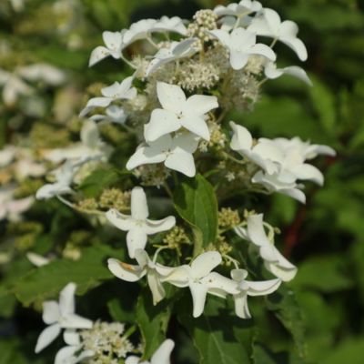 Гортензия метельчатая Дегудо, С3 Гортензия метельчатая Дегудо, С3 - Dolina-Sad.Ru