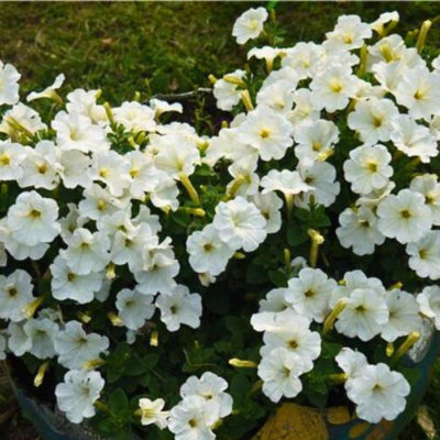 Петуния Джоконда Белая F1 Петуния Джоконда Белая F1 фото