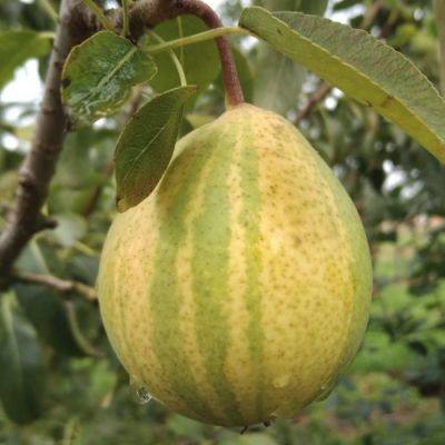 Груша Писанка Груша Писанка - Dolina-Sad.Ru