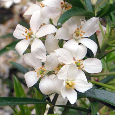 Шуазия тройчатая Шуазия тройчатая - Dolina-Sad.Ru