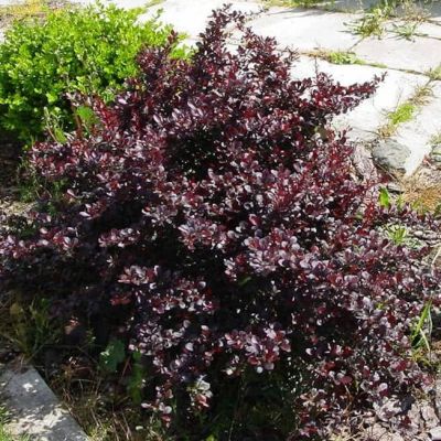 Барбарис Тунберга Дартс Ред Леди фото