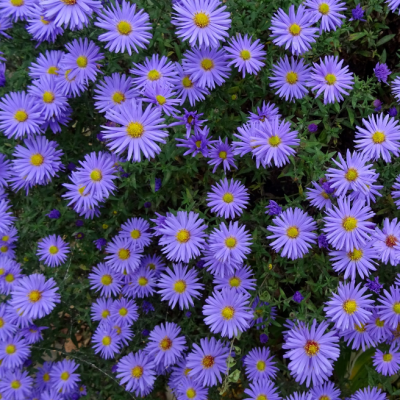 Астра Блю фото