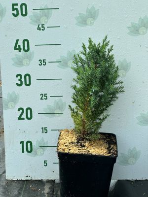 Можжевельник китайский Стрикта, С3 - Dolina-Sad.Ru