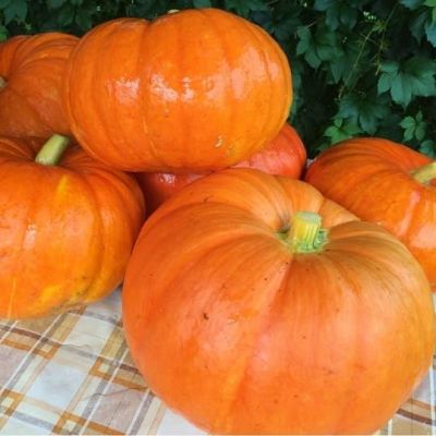 Тыква Мечта Кухарки фото