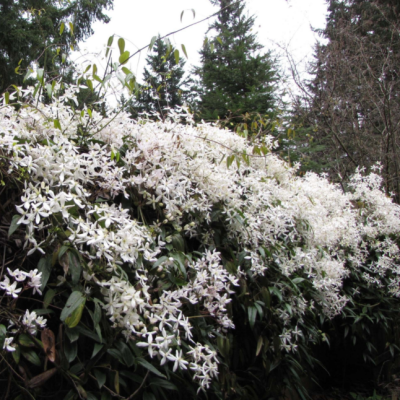 Клематис Арманда Сноудрифт Клематис Арманда Сноудрифт фото