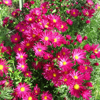 Астра кустарниковая Айленд Бахамас , C2 Астра кустарниковая Айленд Бахамас , C2 фото