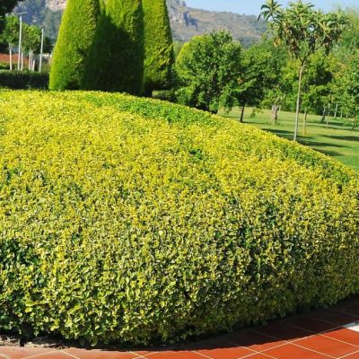 Бирючина обыкновенная Ауреум фото