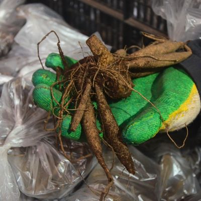 Георгина Бристол Страйп (Гиганты) Георгина Бристол Страйп (Гиганты) фото