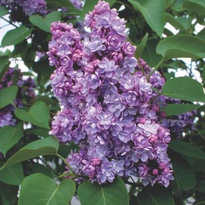 Сирень Мишель Бюхнер Сирень Мишель Бюхнер фото