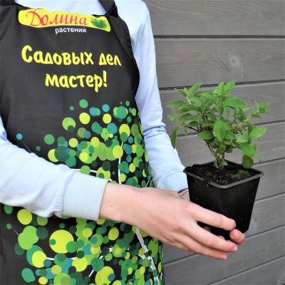 Гортензия метельчатая Бобо Гортензия метельчатая Бобо фото