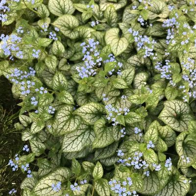 Бруннера крупнолистная Джек Фрост Бруннера крупнолистная Джек Фрост - Dolina-Sad.Ru