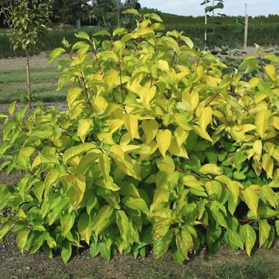 Дерен белый Неон Берст, С2 - Dolina-Sad.Ru