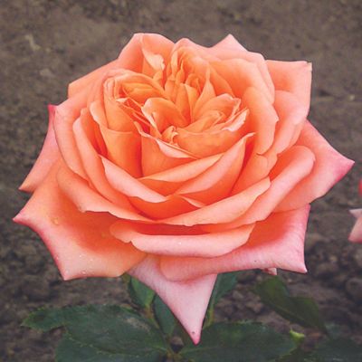 Роза Седукцион - Dolina-Sad.Ru