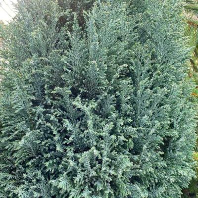 Кипарисовик Лавсона Сноу Вайт Кипарисовик Лавсона Сноу Вайт - Dolina-Sad.Ru