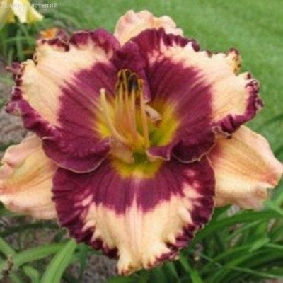 Лилейник Экзотик треже фото