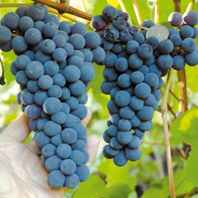 Виноград Один Виноград Один фото